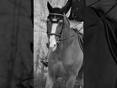 Veredus Dressage Absolute Elastic/Rear